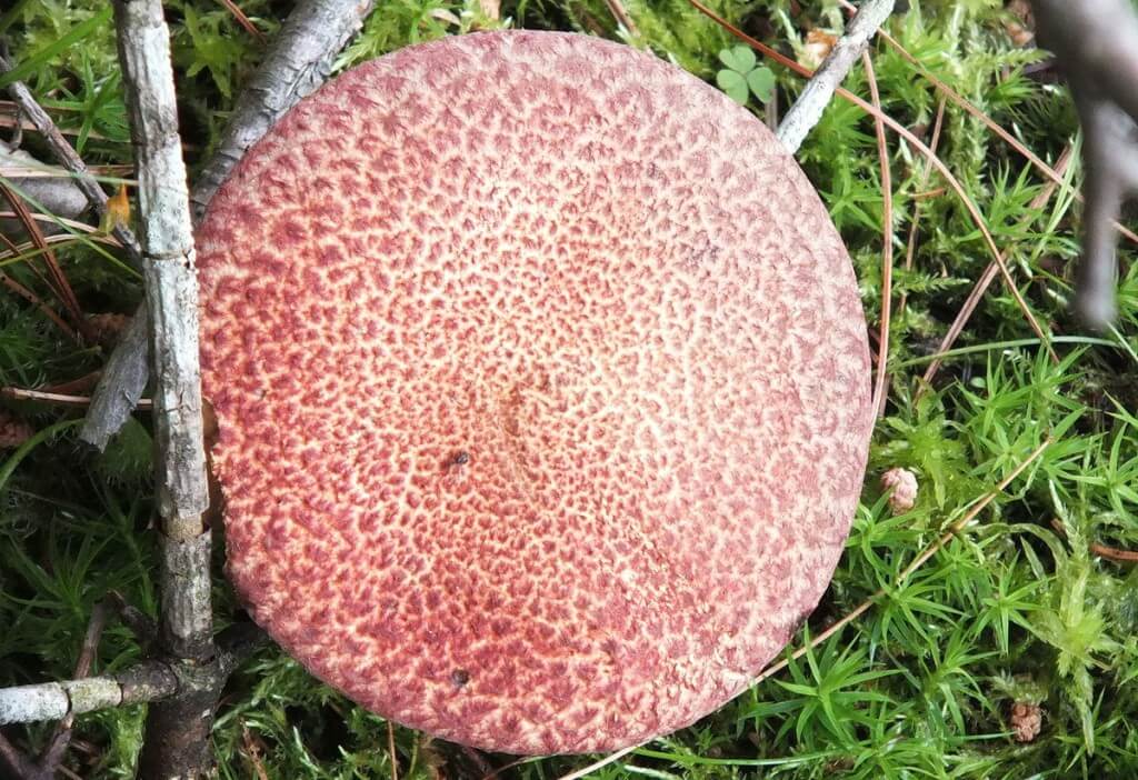 toadstool fungus, oxtongue lake, ontario