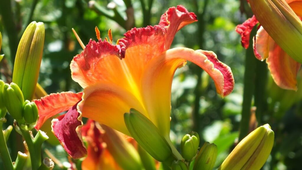 underside of frilled red daylily, Montreal Botanical Garden