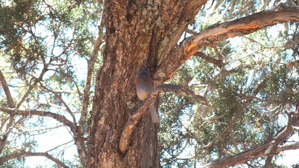 western bluebird, - grand canyon national park, arizona, frame to frame bob and jean