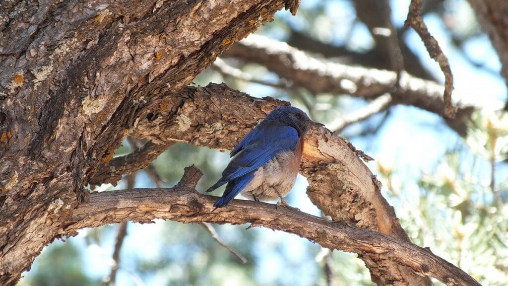 western bluebird in tree, grand canyon national park, arizona, frame to frame bob and jean