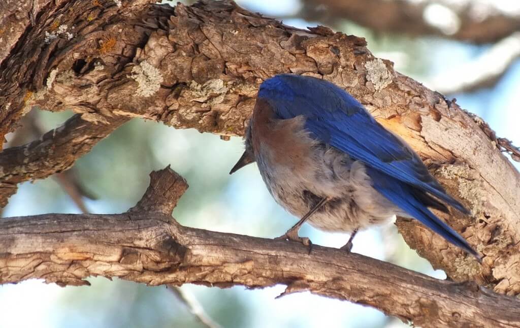 western bluebird looks down from tree, grand canyon national park, arizona, frame to frame bob and jean