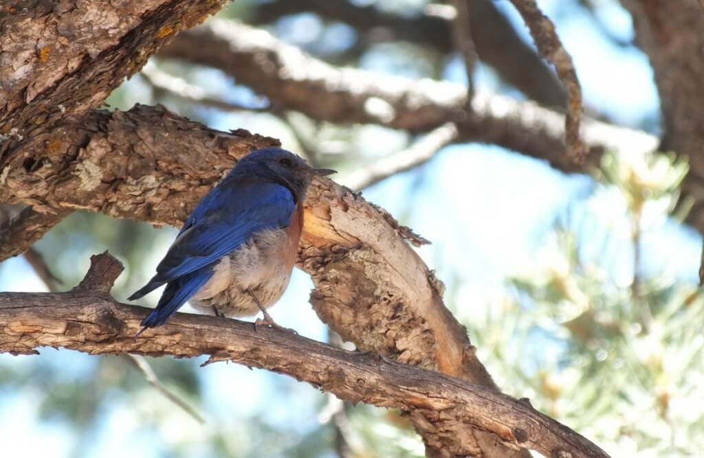 western bluebird sits in tree, grand canyon national park, arizona, frame to frame bob and jean