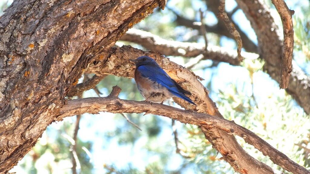 western bluebird sits on limb, grand canyon national park, arizona, frame to frame bob and jean