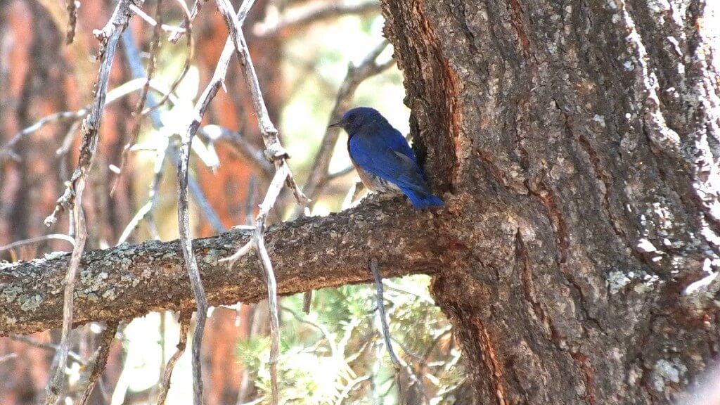 western bluebird, view of back and tail, grand canyon national park, arizona, frame to frame bob and jean