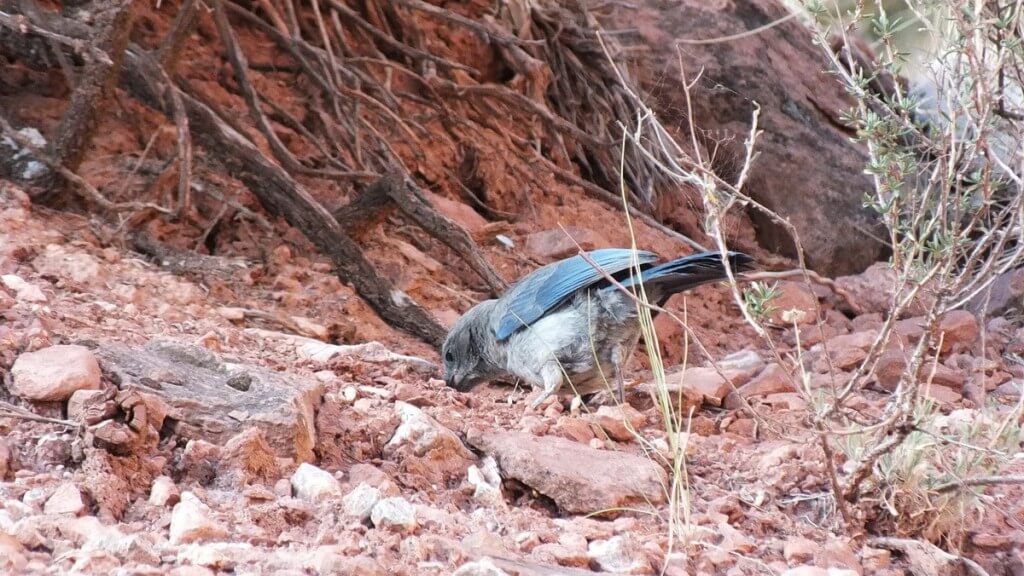 western scrub jay - digs in ground among stones, bright angel trail, grand canyon