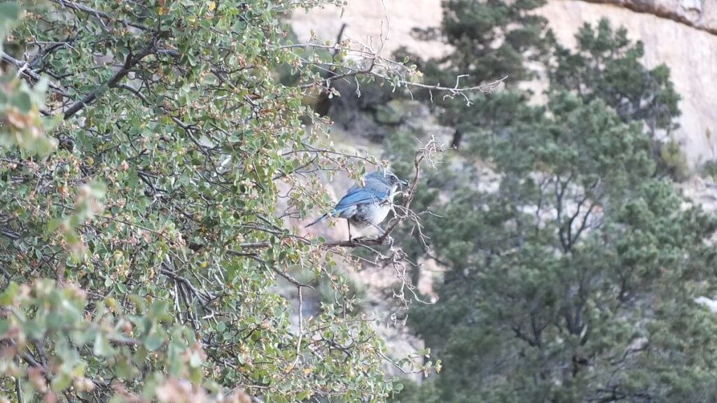 western scrub jay, sits in tree, bright angel trail, grand canyon
