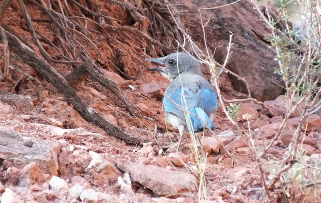 western scrub jays, along the bright angel trail, grand canyon