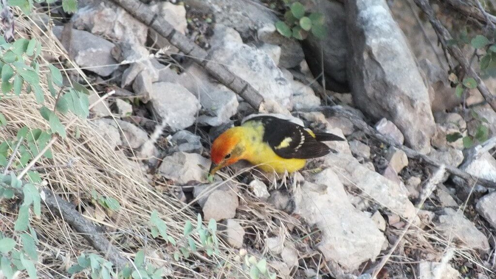 western tanager, holds a seed in peck, north rim, grand canyon, arizona