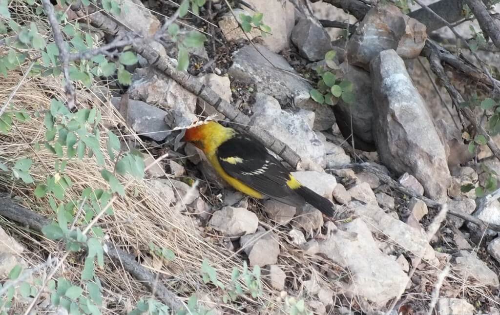 western tanager, hunts for seeds among rocks, north rim, grand canyon, arizona