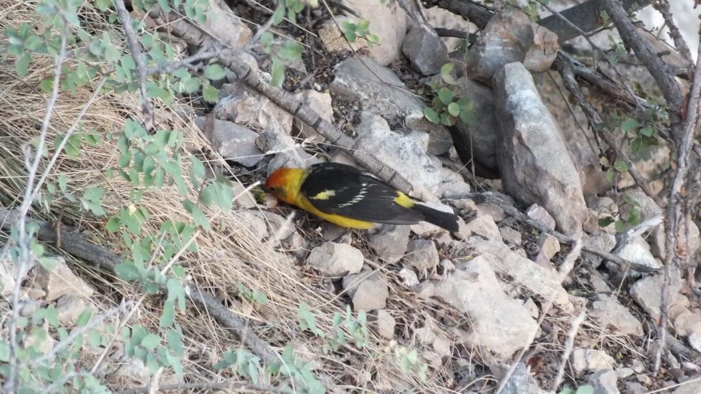 western tanager, hunts for seeds , north rim, grand canyon, arizona