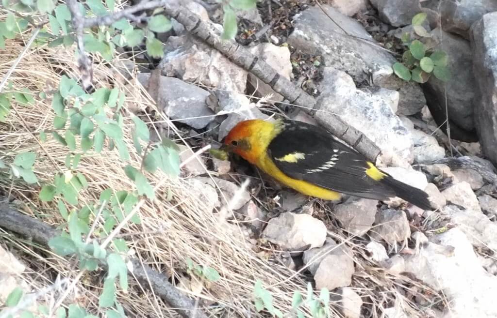 western tanager, hunts for seeds, north rim, grand canyon, arizona
