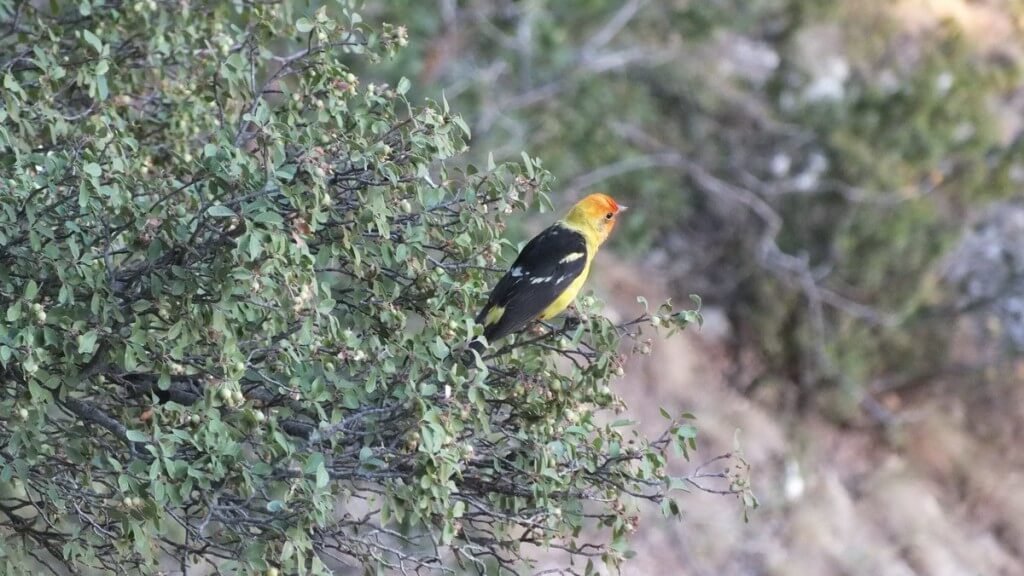 western tanager, in tree, north rim, grand canyon, arizona