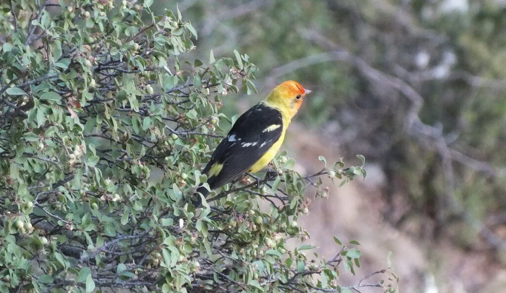 Western Tanager Along The North Rim Of The Grand Canyon