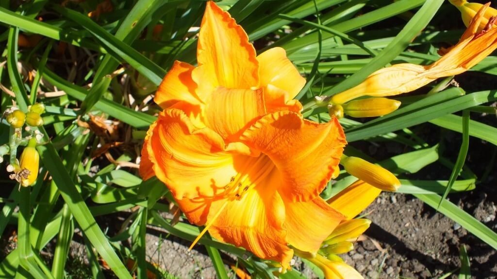 yellow orange daylily, Montreal Botanical Garden