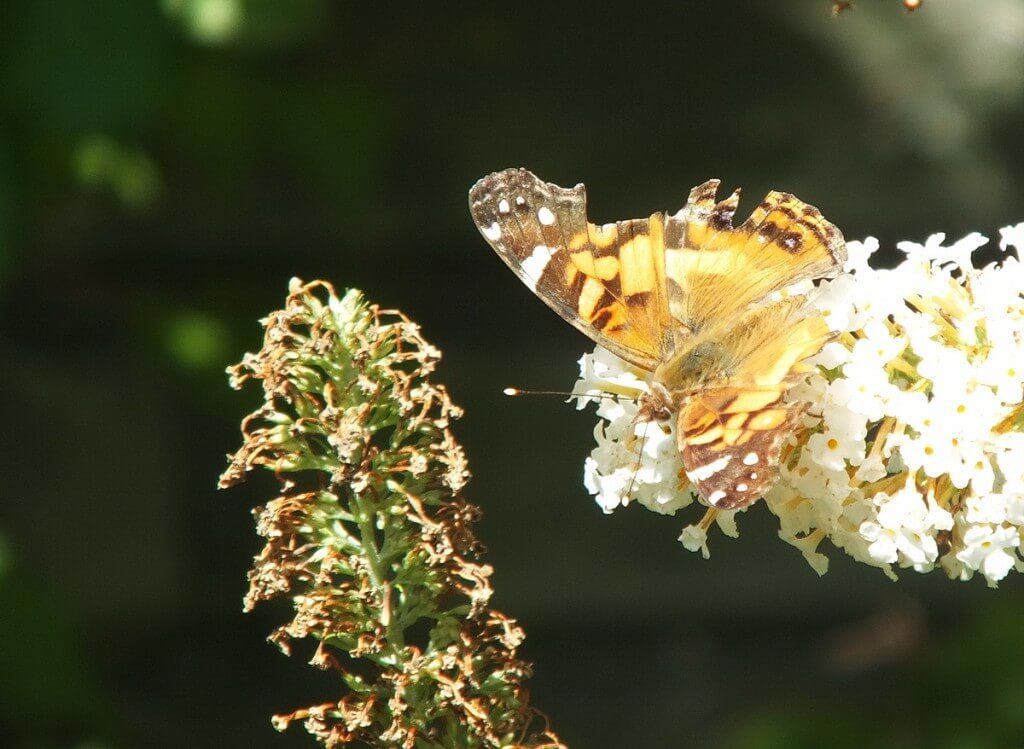 American lady with damaged wings, Rosetta McClain Gardens, Toronto