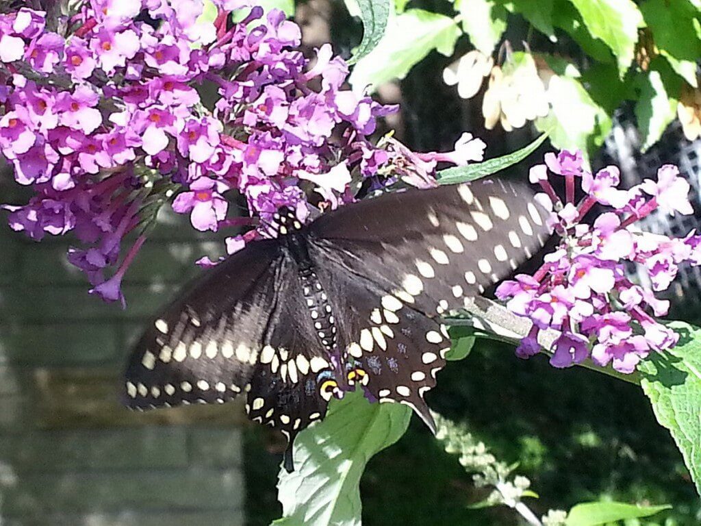 Black Swallowtail butterfly - closeup - Rosetta McClain Gardens - Toronto - Frame to frame bob & jean
