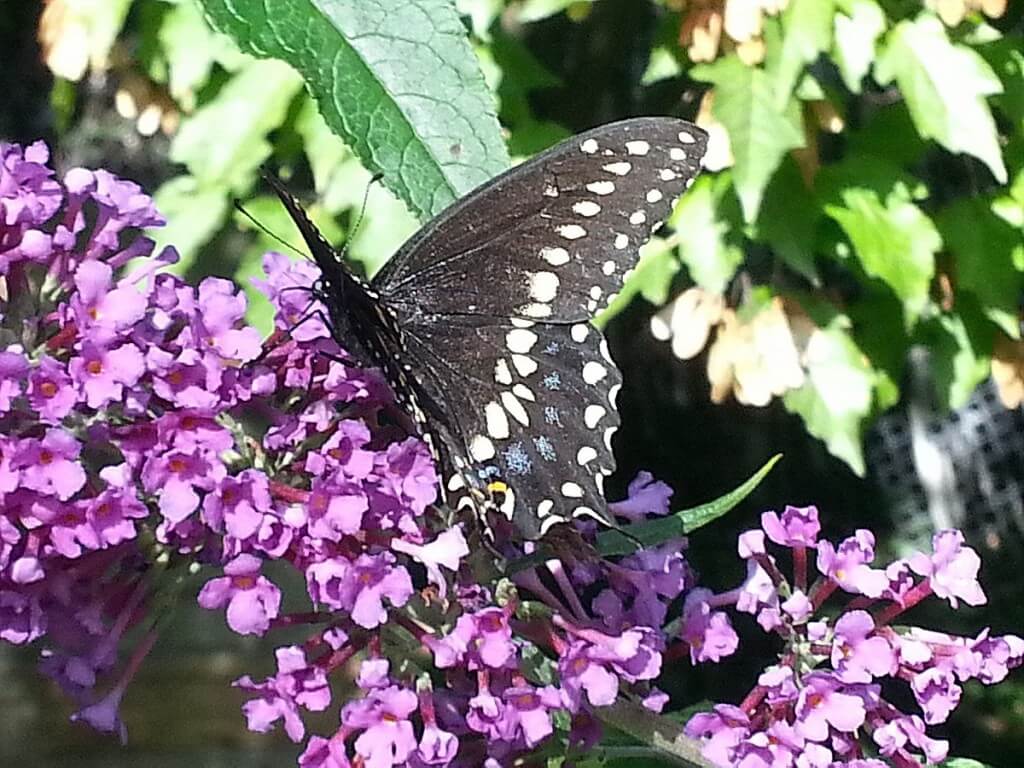 Black Swallowtail butterfly - on flower - Rosetta McClain Gardens - Toronto - Frame to frame bob & jean