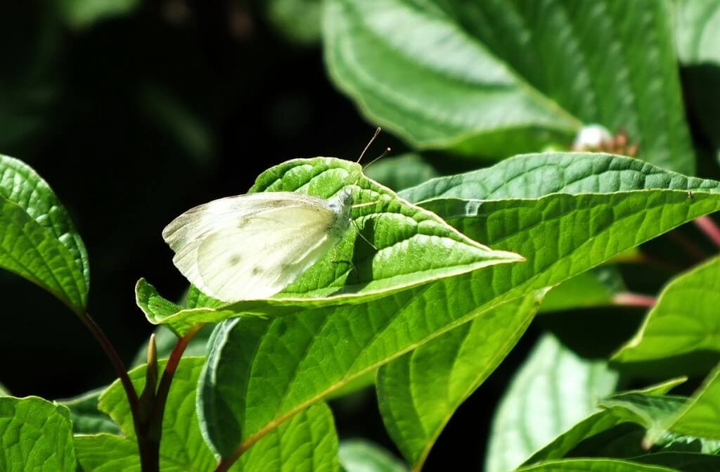 Cabbage White Butterfly, Rosetta McClain Gardens, Toronto, Ontario