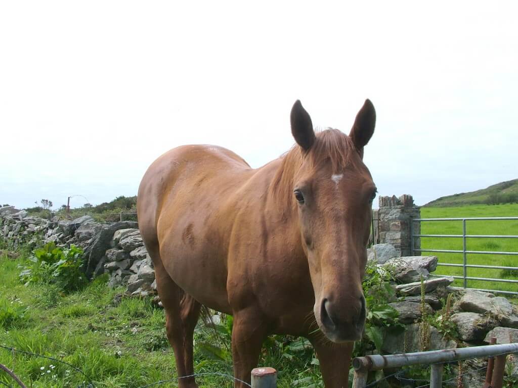 Coppinger's Court ruins, horse checks us out, county cork, Ireland