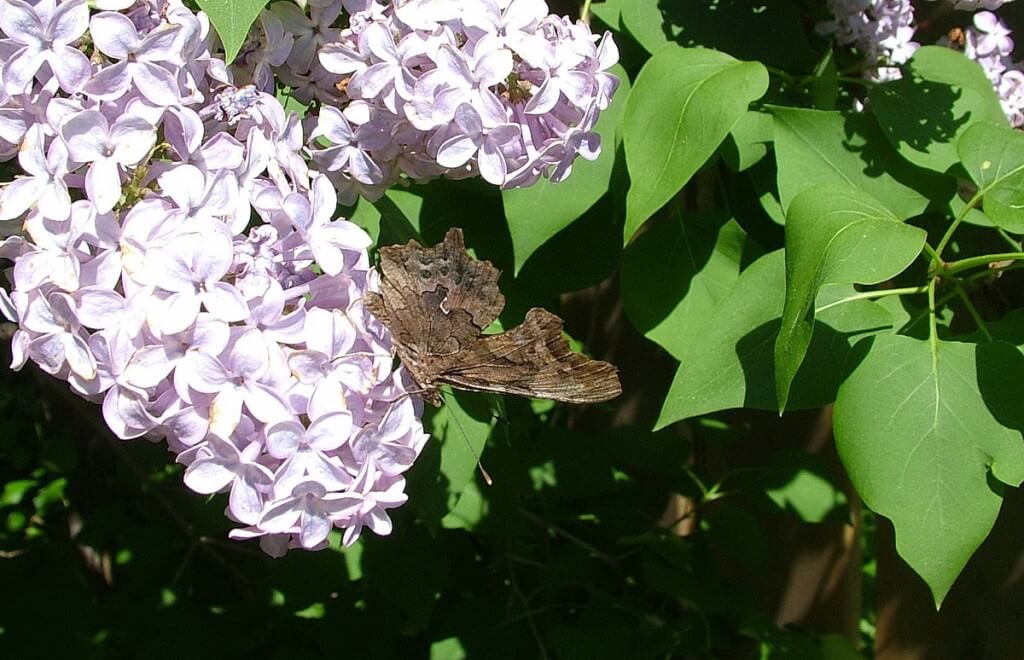 Eastern Comma butterfly , oxtongue lake, ontario, frame to frame bob and jean