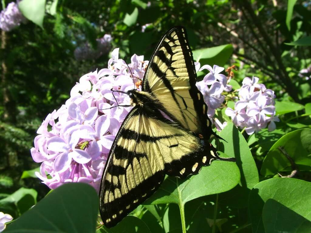 Eastern Tiger Swallowtail, oxtongue lake, ontario, frame to frame bob & jean
