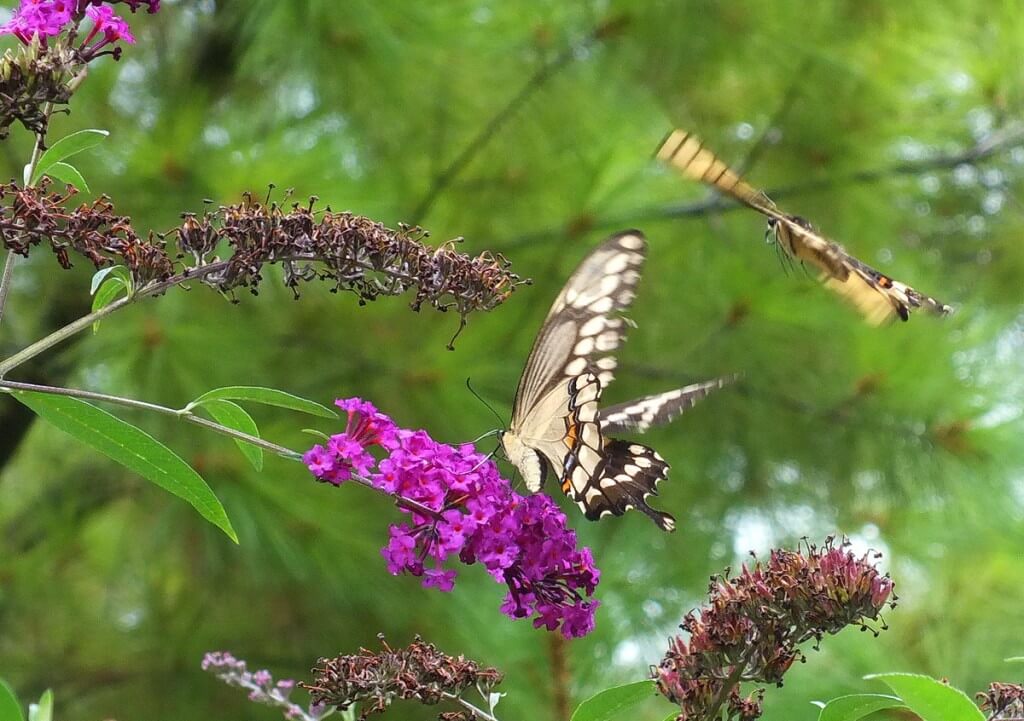 Giant Swallowtail butterflies, at jeans butterfly bush, toronto, ontario