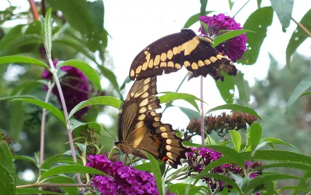 Giant Swallowtail butterflies, in flight and sitting, toronto, ontario