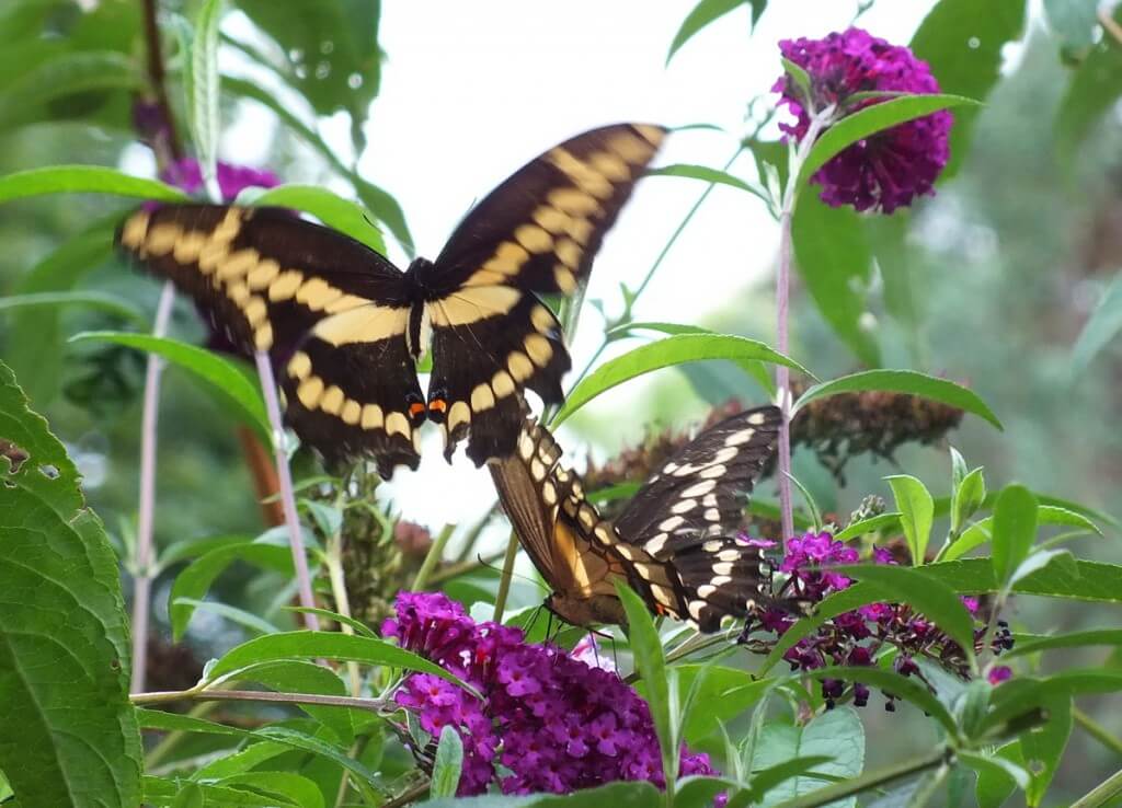 Giant Swallowtail butterflies on butterfly bush, toronto, ontario