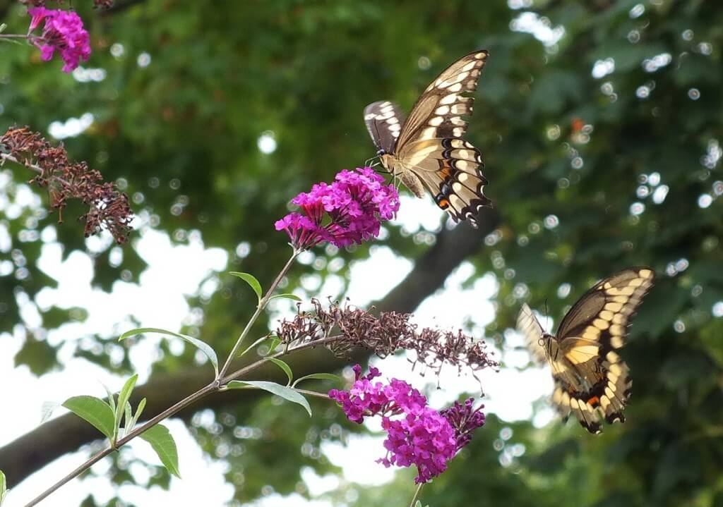 Giant Swallowtail butterflies, on butterfly bush, toronto, ontario