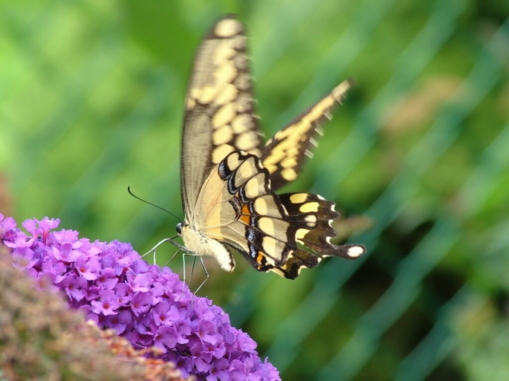 Giant Swallowtail butterfly, jeans garden, toronto, ontario