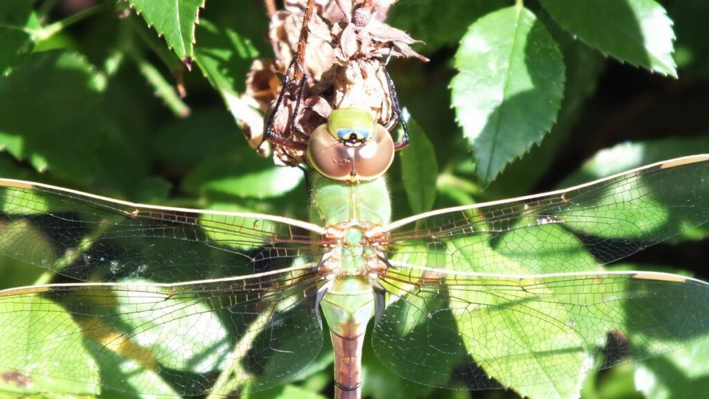 Green Darner Dragonfly - back of head - Rosetta McClain Gardens - Toronto