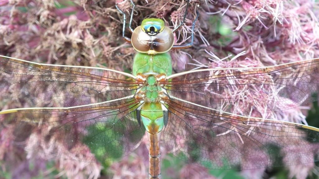 Green Darner Dragonfly - closeup on pink flower - Rosetta McClain Gardens - Toronto