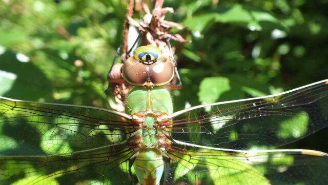 Green Darner Dragonfly - closeup on rose bush  - Rosetta McClain Gardens - Toronto