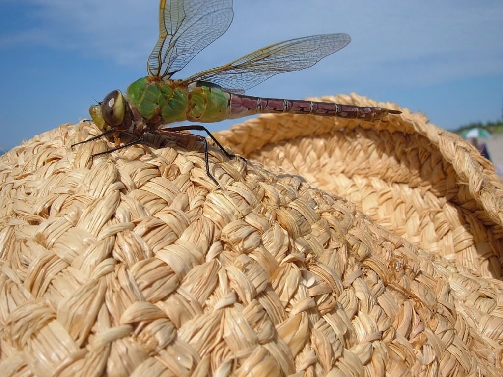 Green Darner Dragonfly - lands on jeans straw hat - Oxtongue lake - Ontario