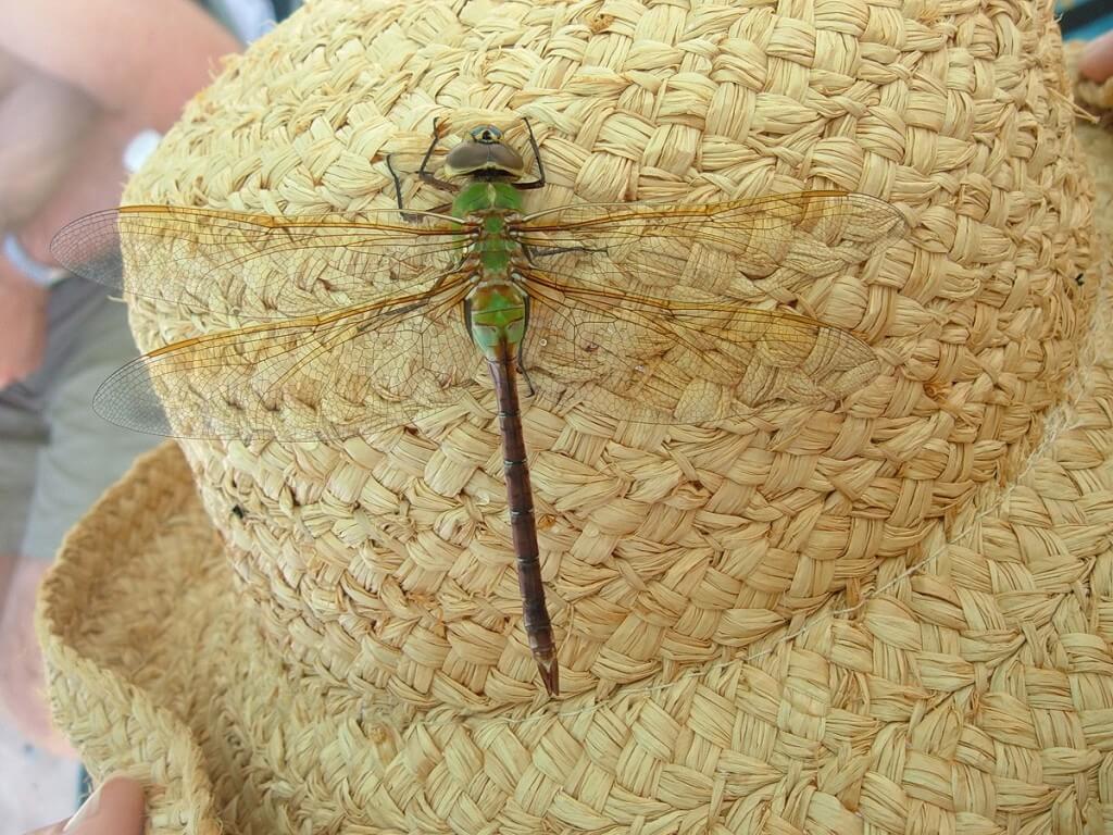 Green Darner Dragonfly - on jeans straw hat - Oxtongue lake - Ontario