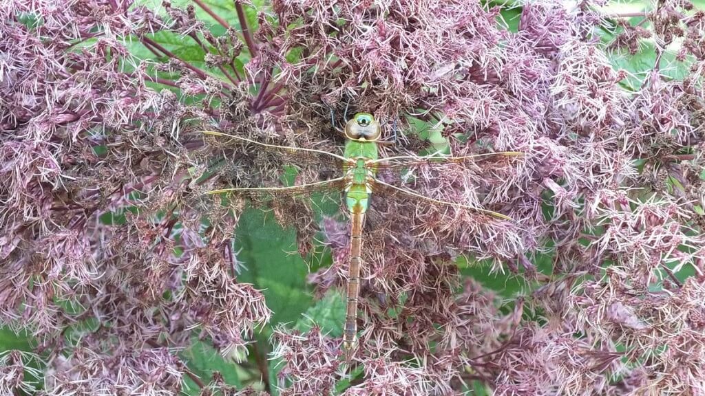 Green Darner Dragonfly - on pink flower - Rosetta McClain Gardens - Toronto
