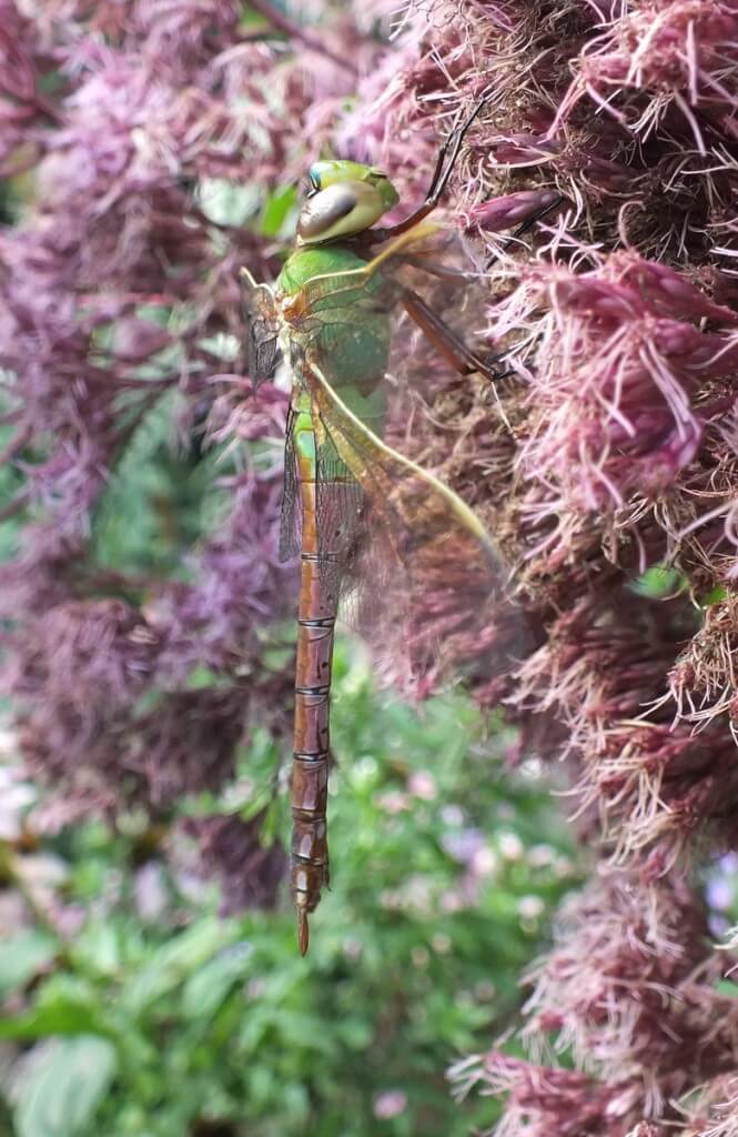 Green Darner Dragonfly - profile - Rosetta McClain Gardens - Toronto