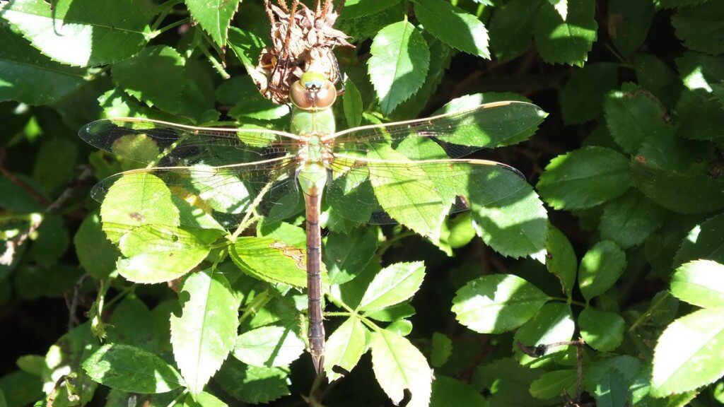 Green Darner Dragonfly - sitting on rose bush - Rosetta McClain Gardens - Toronto