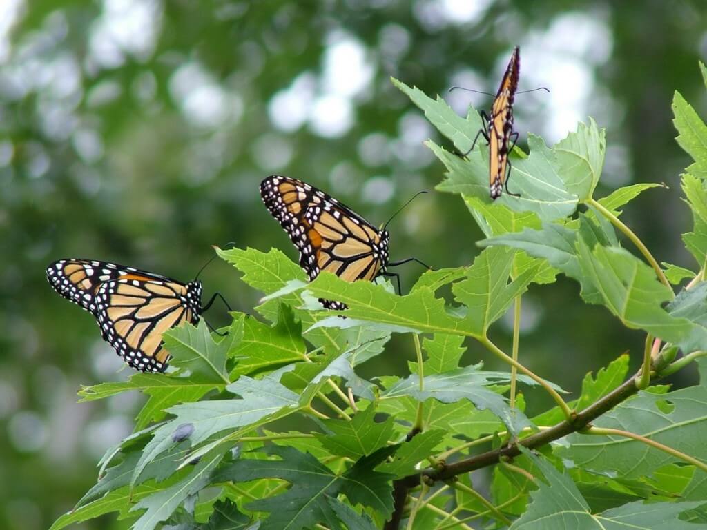Monarch butterflies, Milliken Park - Toronto - Ontario
