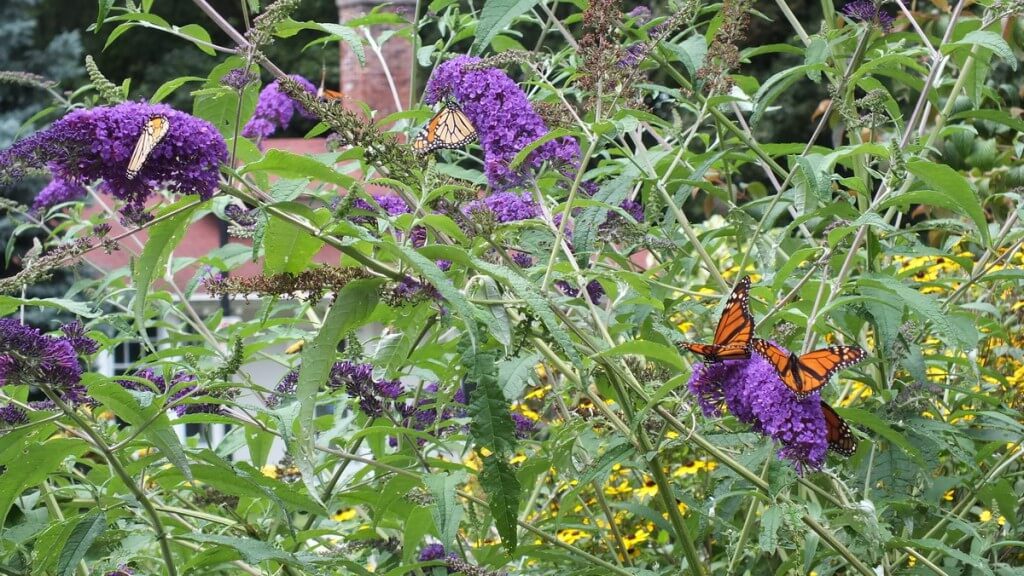 Monarch butterflies, U Of T Scarborough - Toronto - Ontario