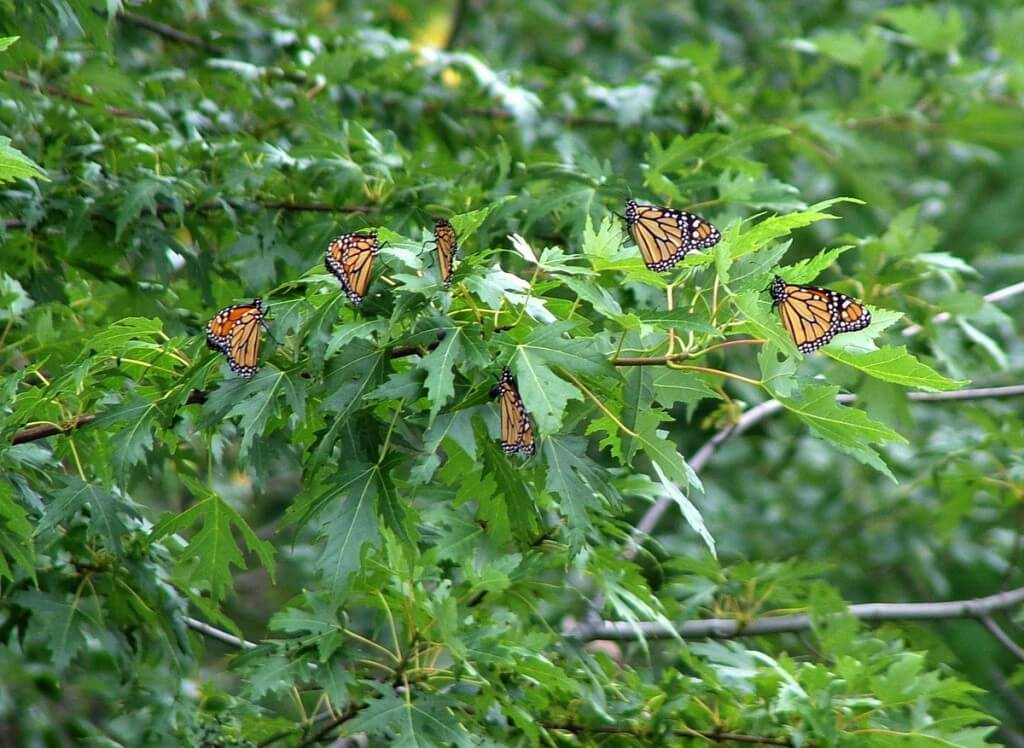 Monarch butterflies at Milliken Park - Toronto - Ontario