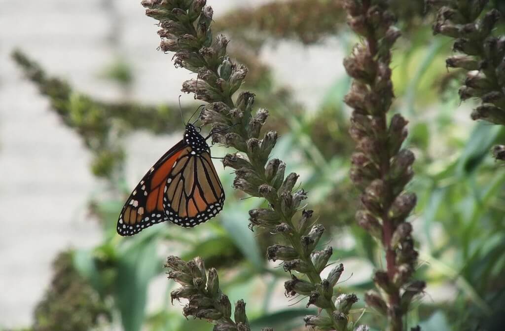 Monarch butterfly - Toronto - Ontario