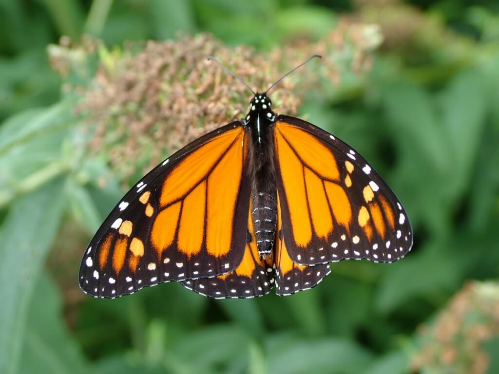 Types of Butterflies We Have Sighted Around The World