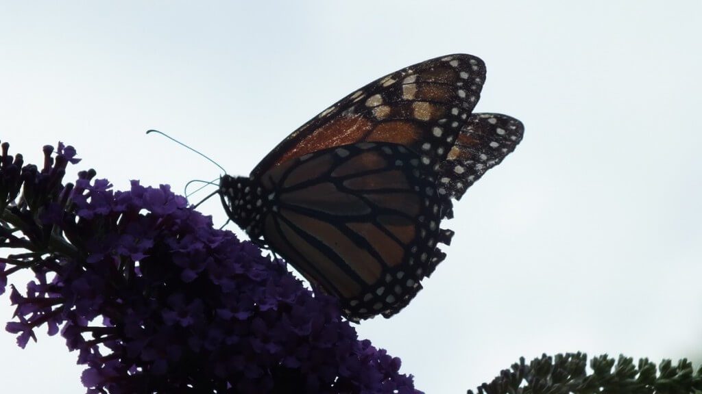 Monarch butterfly with damaged wings - Jeans garden in Toronto - Ontario