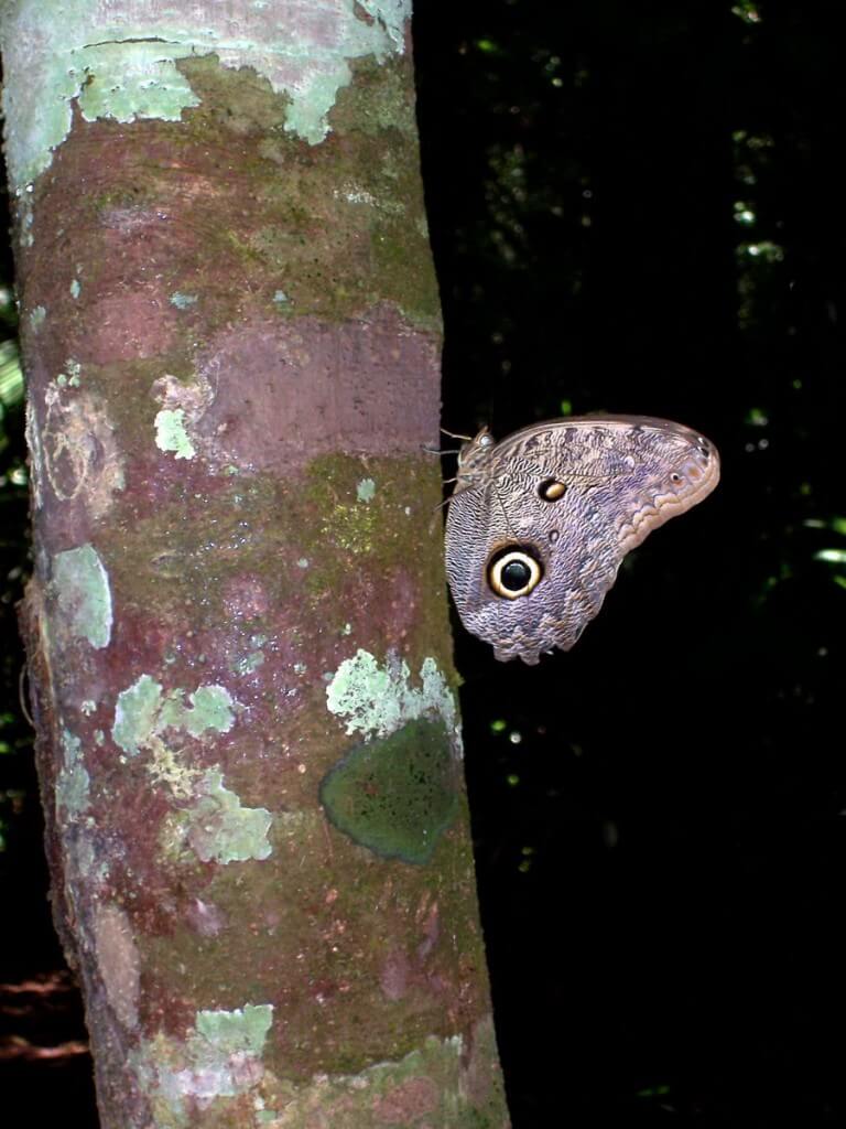 Owl butterfly, Sandoval lake, amazon jungle, peru, frame to frame bob and jean