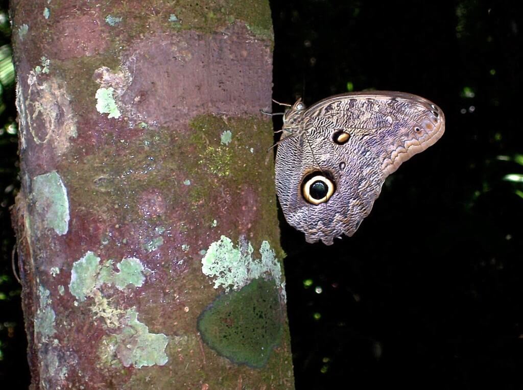 Owl butterfly on side of tree, Sandoval lake, amazon jungle, peru, frame to frame bob and jean
