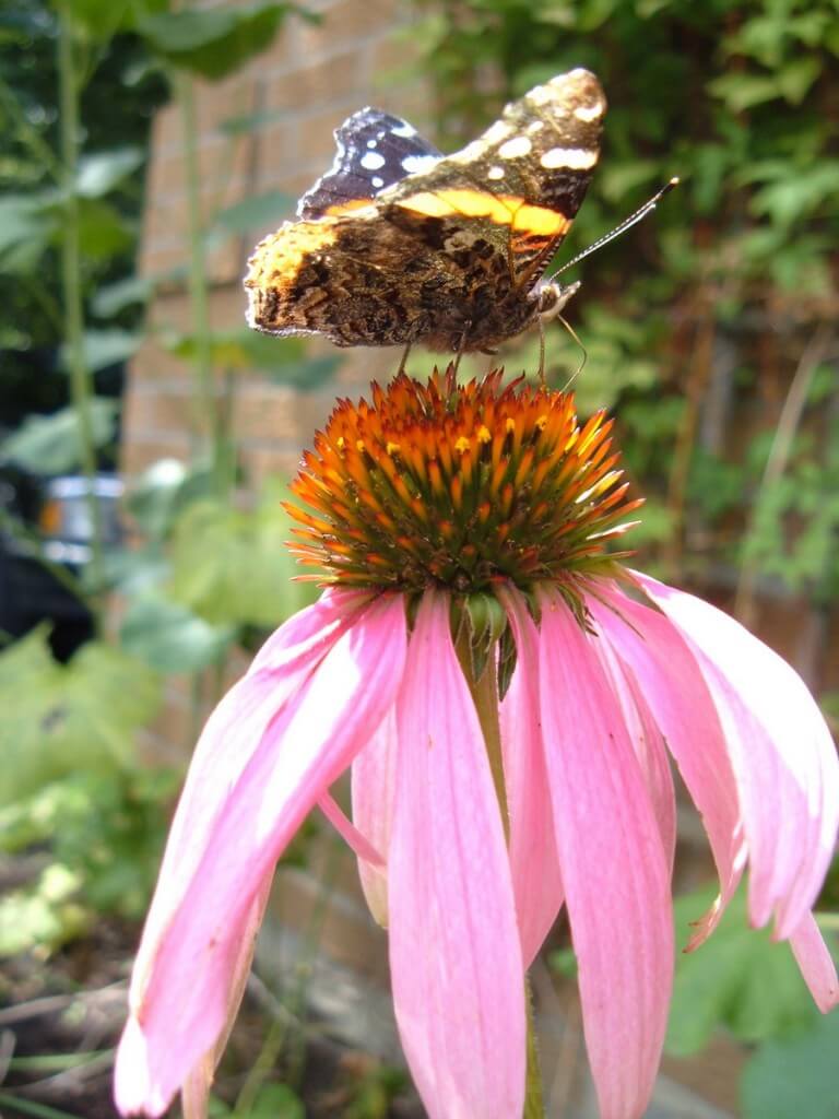 Red Admiral butterfly in jeans garden, toronto, ontario