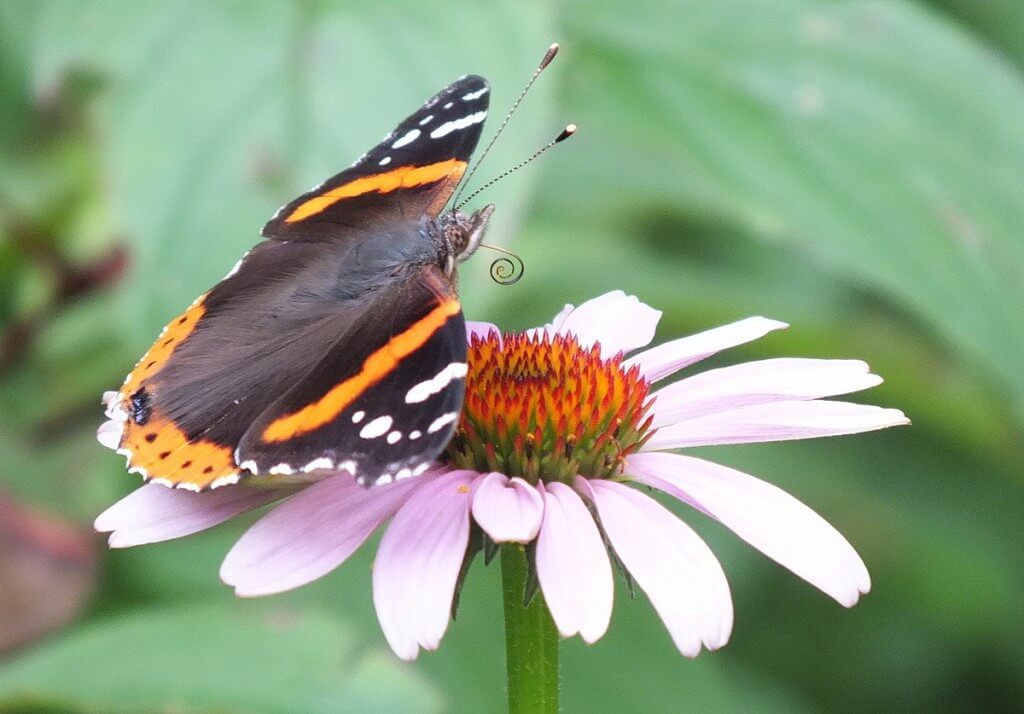 Red Admiral butterfly sitting on flower, jeans garden, toronto