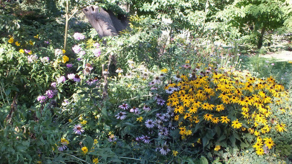 Rosetta McClain Gardens - flower garden - Toronto