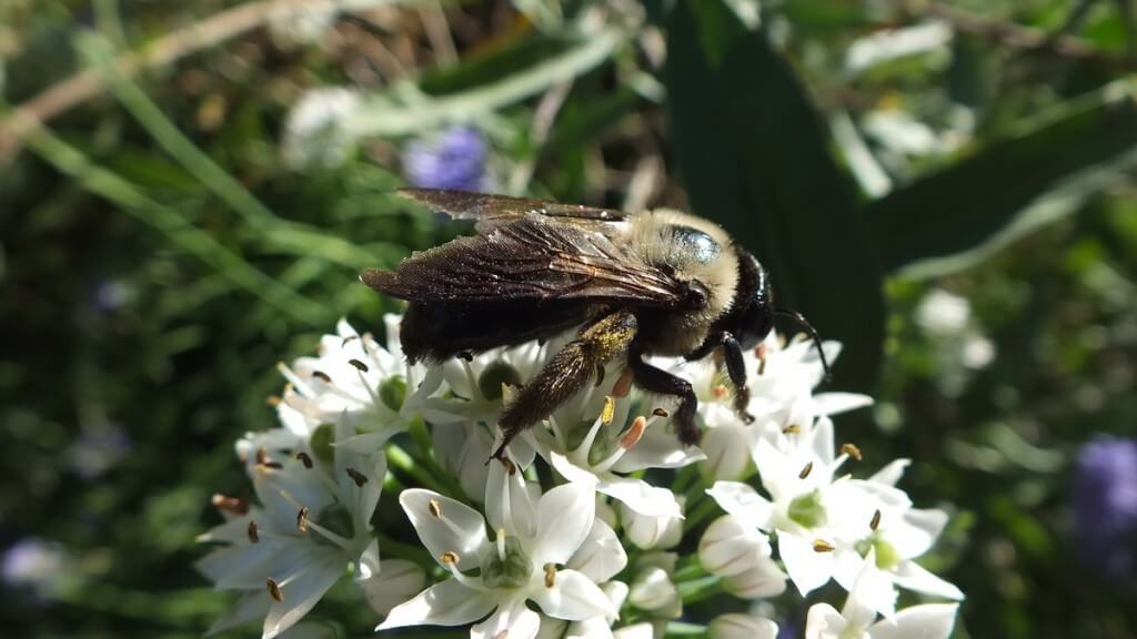 bees atop a white flower - Rosetta McClain Gardens - Toronto